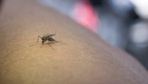 mosquito del Zika succionando sangre del brazo